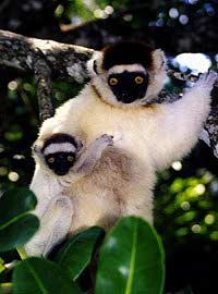 Sifakas