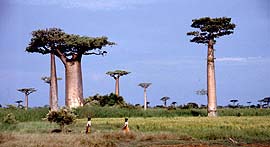 Baobabs