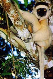 Der Larvensifaka