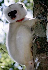 Seidensifaka